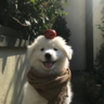 tokyoboku