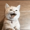 koteuikaa_