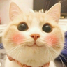 BabiGon11112