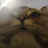 Lex7ik