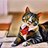 MrCatBoss
