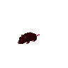 Rat